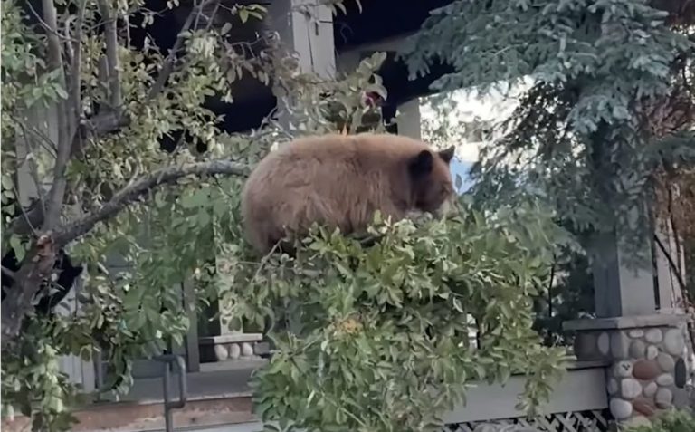 Pair Of Black Bears Hilariously Perch On Tree Branch That’s Way Too Small For Them