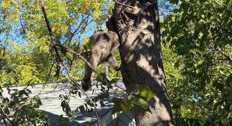 Texas Firefighters Bring Out Jaws Of Life To Save Raccoon With Head Stuck In A Tree